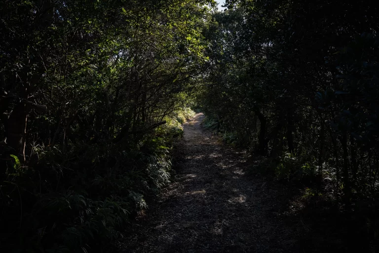 隠れ家に続く道 / The road leading to the safe house