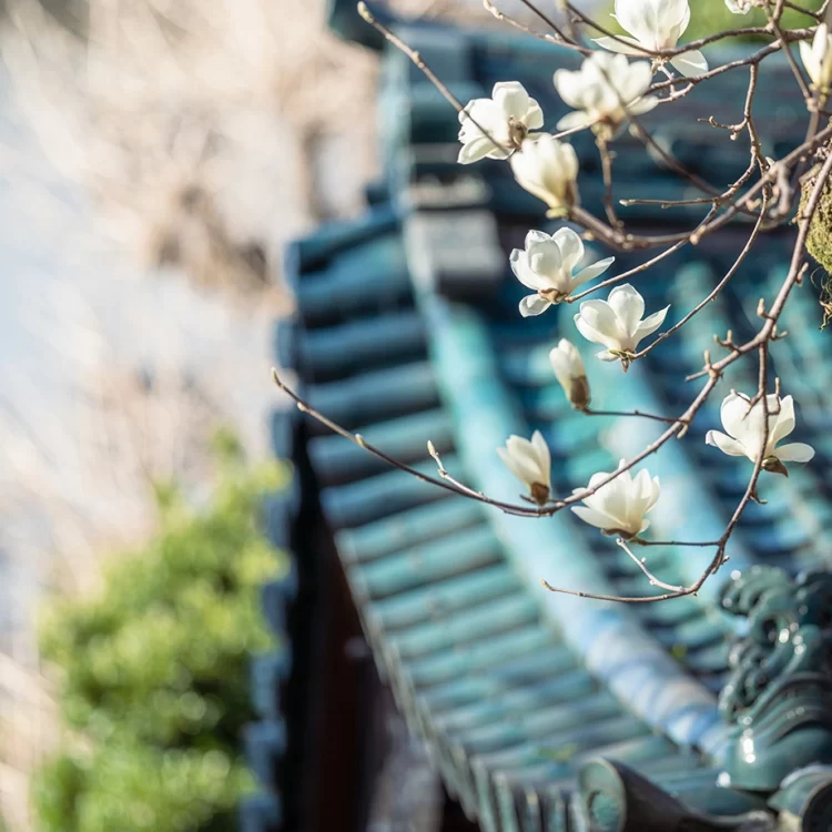 花園稲荷神社の白木蓮（ハクモクレン）
