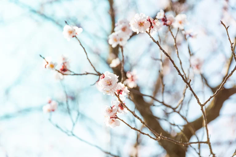 爽やかな気候と桜