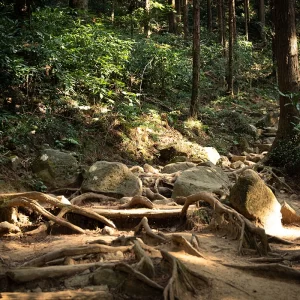 筑波山の登り＜L＞