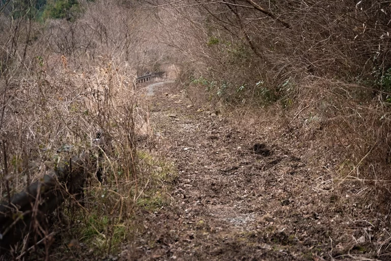 ひっそりとした道