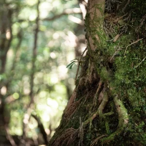 苔と幹(屋久島)<L>