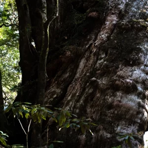 重厚感のある屋久杉＜L＞