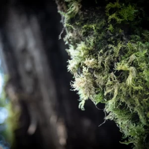 ふわっとした苔＜L＞