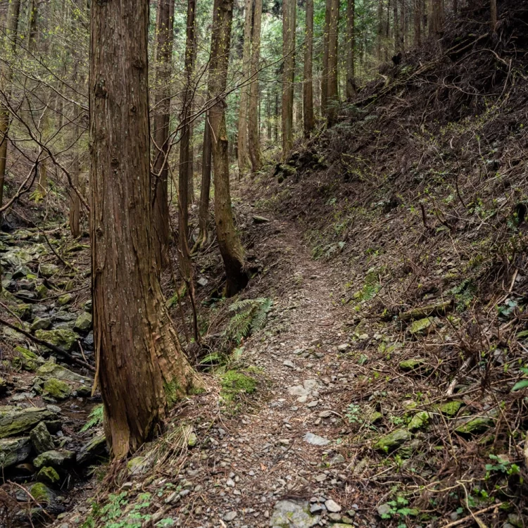 陣馬山貝沢コースの静かな登山道