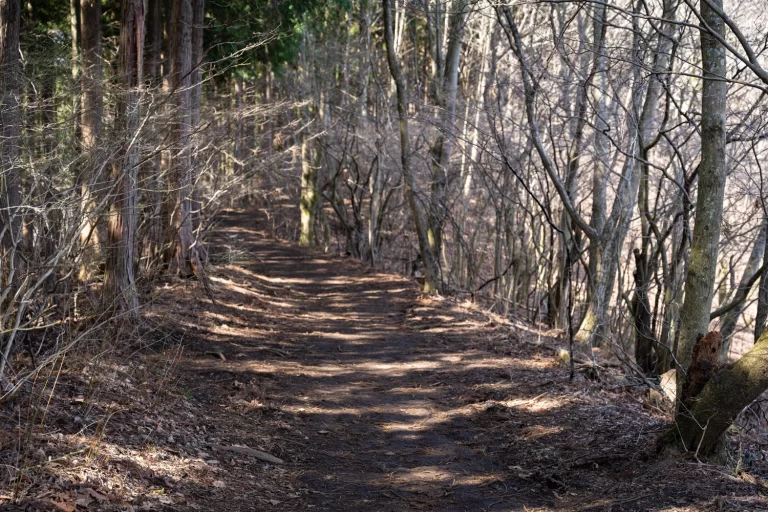 陣馬山への尾根道（初春）