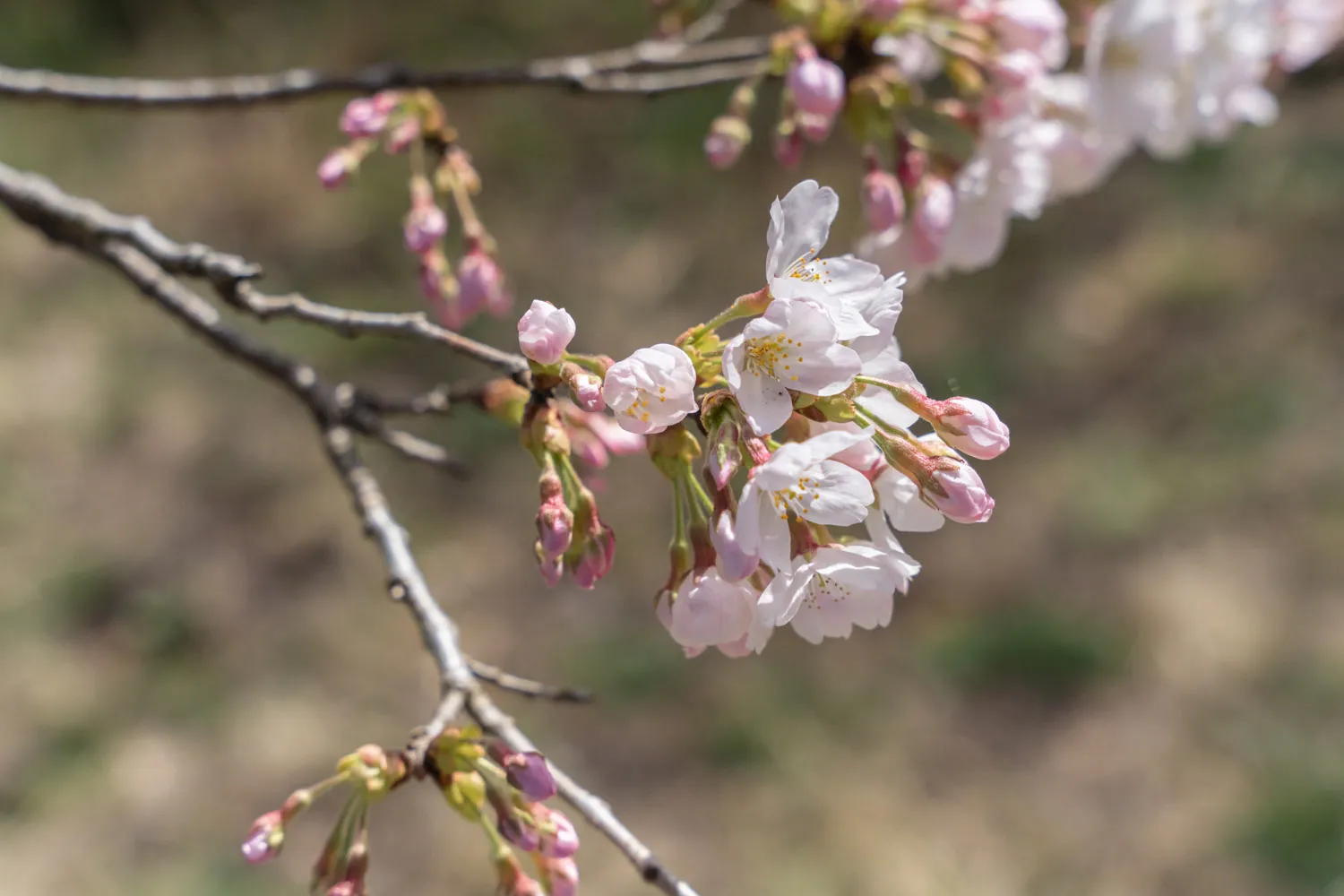 桜（蕾と花びら）