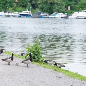 ストックホルムで出会ったカオジロガン＜L＞