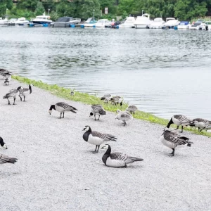 ストックホルムで出会ったカオジロガン２＜L＞