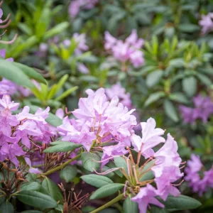 西洋シャクナゲ<L>