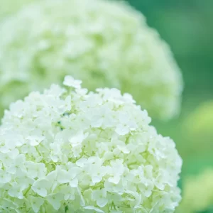 雨上がりの紫陽花（アジサイ）Hydrangea after the rain＜L＞