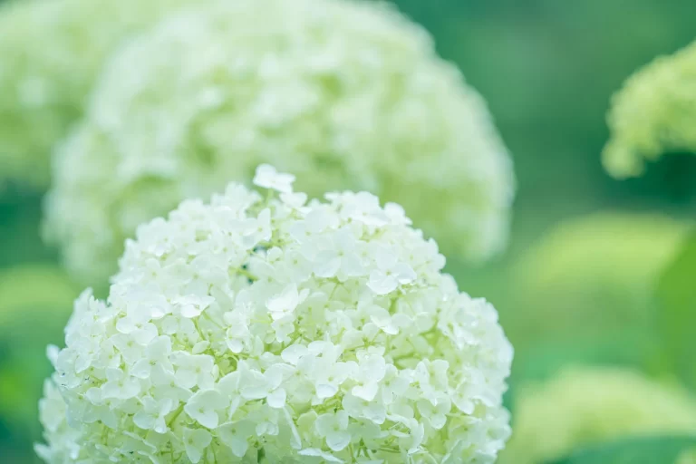 雨上がりの紫陽花（アジサイ）Hydrangea after the rain