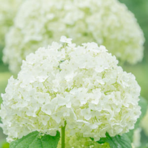 雨上がりの紫陽花（アジサイ）2 / Hydrangea after the rain＜L＞