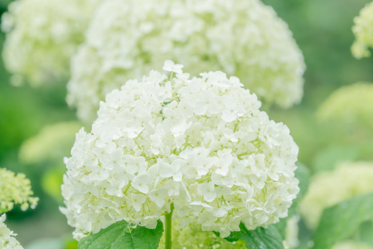 雨上がりの紫陽花（アジサイ）2 / Hydrangea after the rain