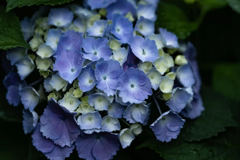 青色の紫陽花（アジサイ） / Blue hydrangea