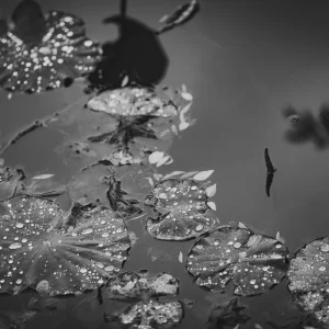 蓮の葉と雨粒 / lotus leaf and raindrops<L>