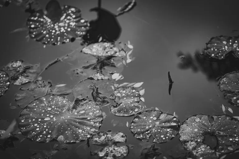 蓮の葉と雨粒 / lotus leaf and raindrops