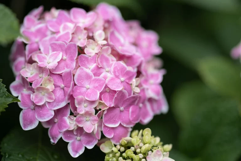 ピンクの紫陽花（アジサイ）2 / Pink hydrangea flower