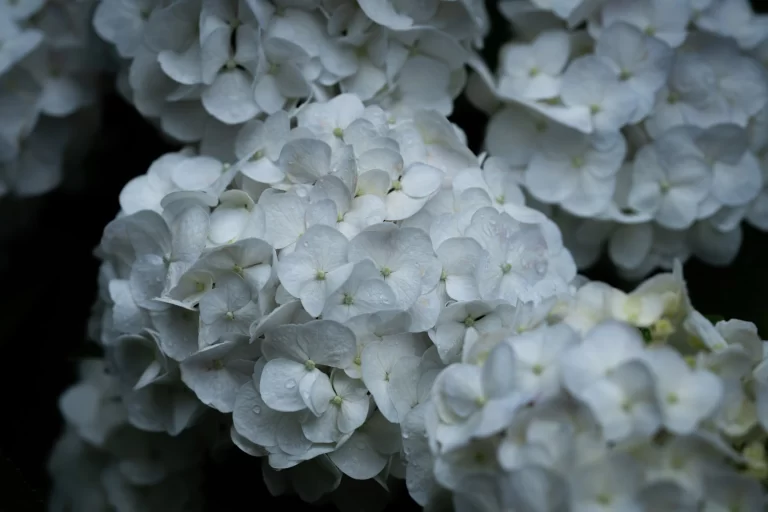 白く渋い紫陽花（アジサイ） / White astringent hydrangea