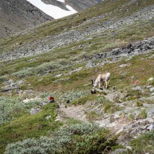 トレッキングルートを横切るトナカイ＜L＞