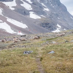 行く先を横切るトナカイの移動＜L＞