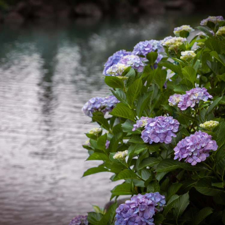 曇りの紫陽花 / Hydrangea on a cloudy day