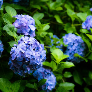 紫色の紫陽花 / Purple hydrangea＜L＞