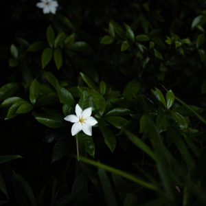 ひっそりと咲くクチナシの花 / white flowers on black background (Gardenia flowers blooming quietly)＜L＞