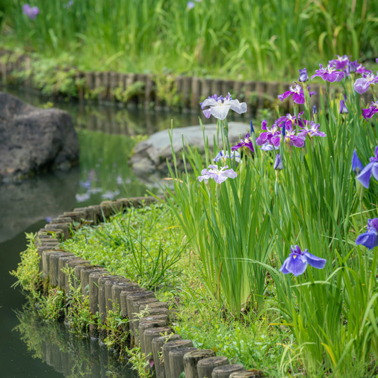 清澄庭園の花菖蒲 / Iris in Kiyosumi Garden