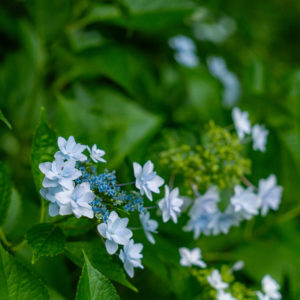 薄水色のガクアジサイ / Light blue lacecap hydrangea＜XL＞