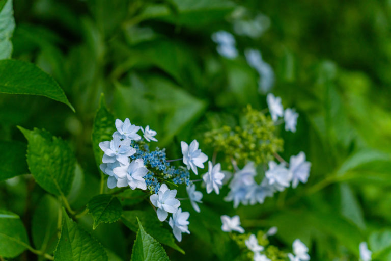 薄水色のガクアジサイ / Light blue lacecap hydrangea