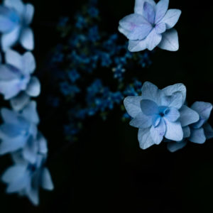 花火のようなガクアジサイ / blue flowers on black background (lacecap hydrangea like fireworks)＜L＞