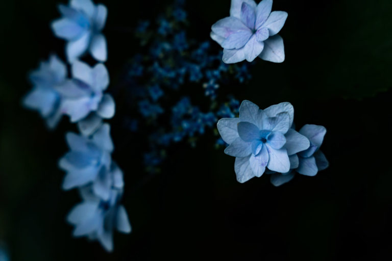 花火のようなガクアジサイ / blue flowers on black background (lacecap hydrangea like fireworks)