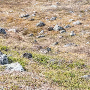 遠くを見つめるライチョウ＜L＞