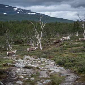 トレッキングルートとトナカイ＜L＞