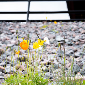 道端に咲いていたケシの花＜L＞