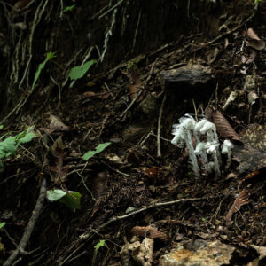 ギンリョウソウ（銀竜草）＜L＞