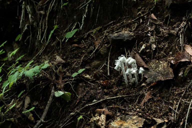 ギンリョウソウ（銀竜草）