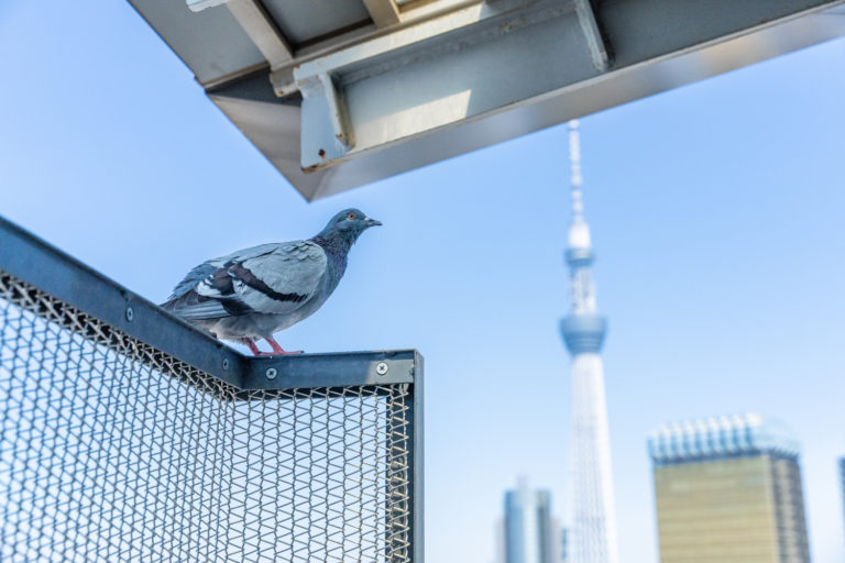 鳩とスカイツリー