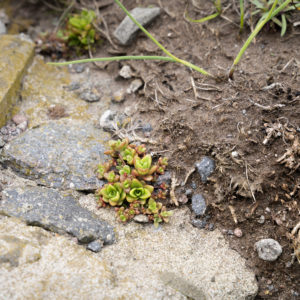 コモチイワレンゲ＜L＞