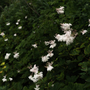 ウスゲオニシモツケ<L>