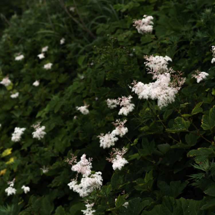 ウスゲオニシモツケ