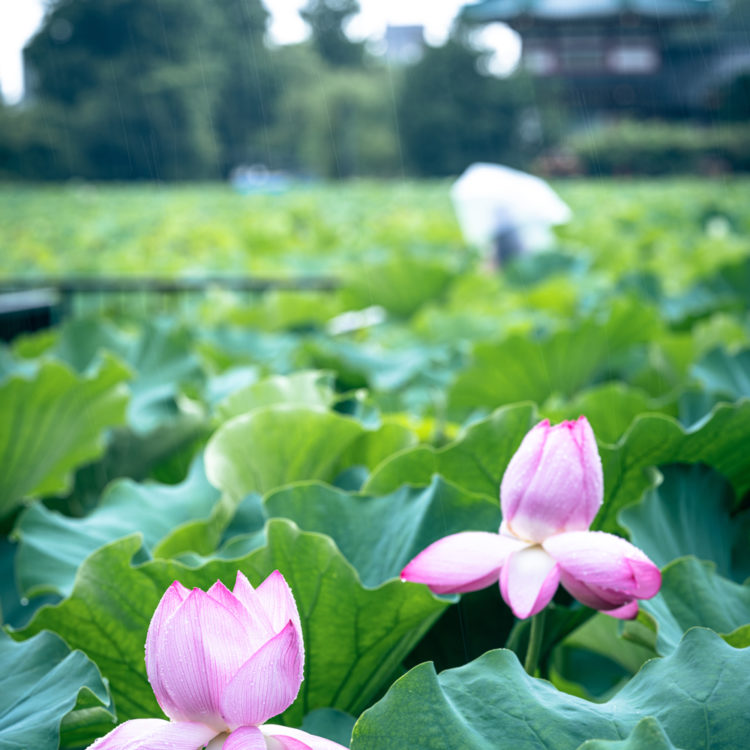 蓮と不忍池辯天堂