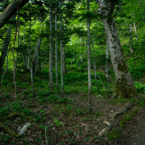 羅臼岳に入山＜L＞