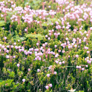 エゾノツガサクラの集会＜L＞