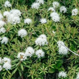 ハイマツ帯で輝くイソツツジ＜L＞