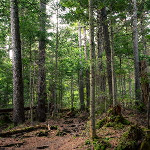 雌阿寒岳の中へ＜L＞