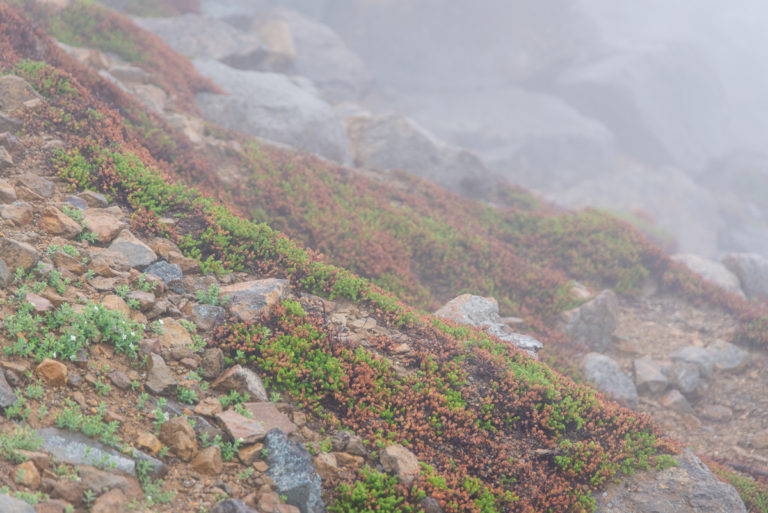 厳しい環境で生きる植物