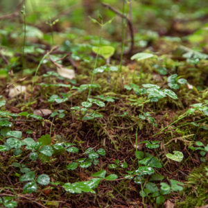 雨上がりの葉っぱ＜L＞