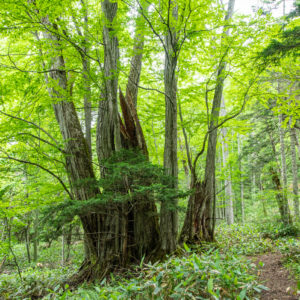 集まった木＜XXL＞